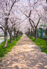 桜の画像